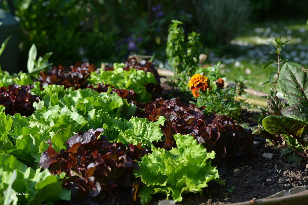 Gite Des Hortillonnages Camon  Luaran gambar